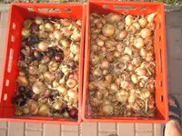 Garten 004.webp