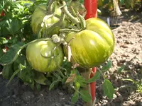 Garten 006.webp
