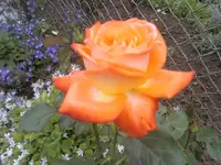 Rose am Zaun2.webp