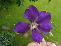 blaue Clematis.webp