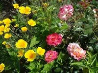 buntes Bild.webp