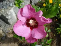 erste Hibiskusbl.webp