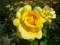 gelbe duftrose.webp