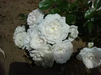 neue Bodendeckerrose.webp