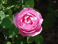 strauchrose.webp
