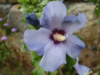 zweite Hibiskusbl.webp
