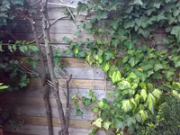 Efeu-Wand-krank.webp
