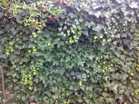 Efeu-Wand-gesund.webp