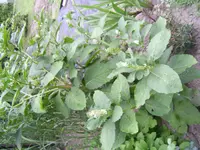 PIC_0041.webp