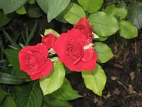 garten 09 011.webp