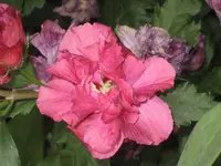 garten 09 012.webp