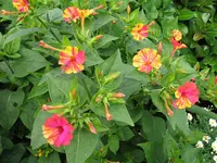 27.07.09 005.webp