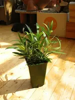 Oleander-Steckling.webp