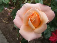 Blumenbilder u.s.w. 006.webp Blumenbilder u.s.w. 006.webp