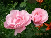 DSCN0263.webp