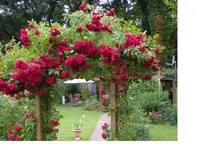Gartentag v. 17.06.2009 011.webp Gartentag v. 17.06.2009 011.webp