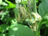 20090518_8340.webp