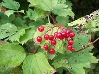 100_2313_600_450.webp