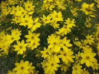 IMG_7015.webp