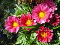 PICT5056.webp