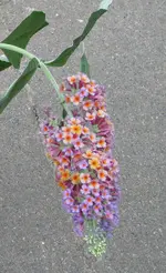 Test.webp