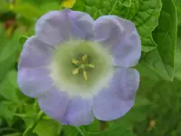 Blaue Lampionblume 40%.webp
