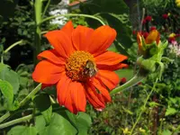 Mex Sonnenblume 40%.webp