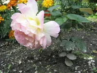 Peace 12 28.07.2009.webp
