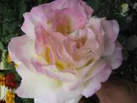Peace 13 28.07.2009.webp