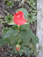 61 Super Star 10.06.2009.webp