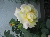 714 China Town Kletterrose 10.06.2009.webp