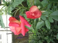 Sultane 114 28.07.2009.webp