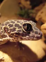 Gecko.webp