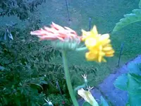 Mutation.webp