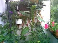 Balkon.webp