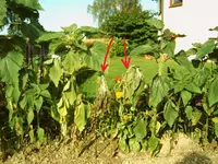 IMG00009.webp