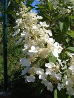 S4300011.webp