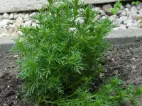 lakritz tagetes.webp