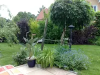 Blauregen vorher.webp