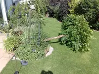 Blauregen nach Sturm.webp