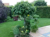 Blauregen nachher.webp