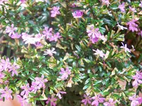 100_1839.webp
