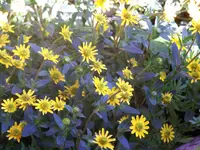 100_1848.webp
