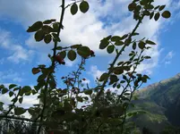 009.webp