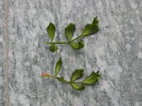 011.webp