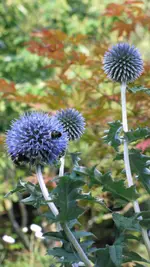 005.webp