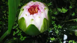010.webp