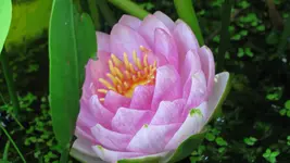 015.webp