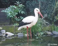 storch1.webp