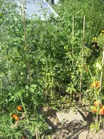 garten 09 001.webp
